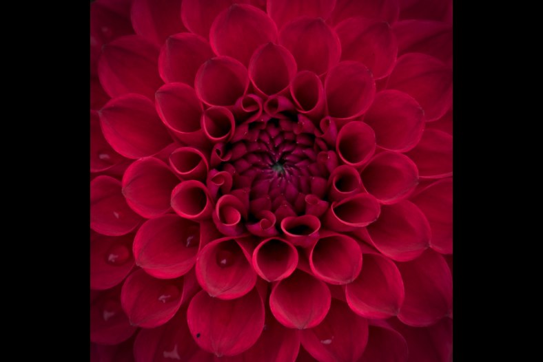 Dahlia garden