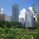 Millennium Park View
