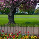 London Park, Summer