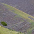 A Green Tree