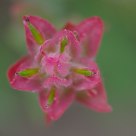Wild Flower--Indian Paintbrush Flower