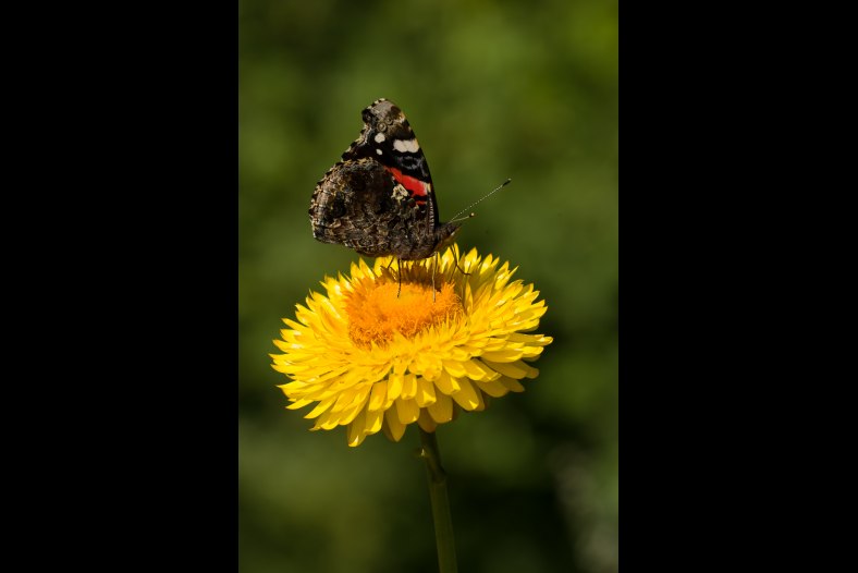 Summer Butterfly