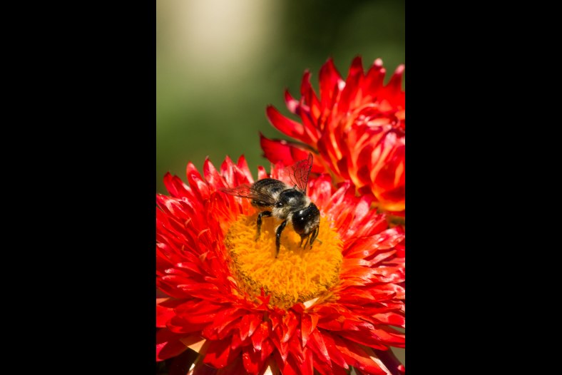 Beeing Happy