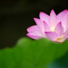lotus