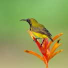 Sunbird on plant