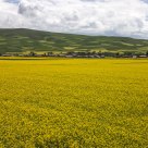 Field of Rape Flower