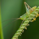 longhorned grasshoppers