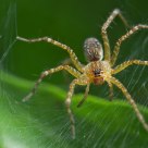 Spider 