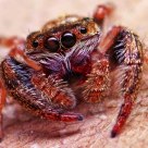 Jumping Spider -01