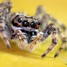 Jumping Spider -02