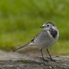  White Wagtail (Motacilla alba)