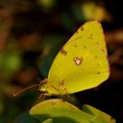 Colias Crocea