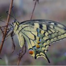 Machaon Machaon ---- Macaon   2