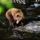 Grizzly Bear