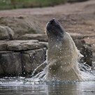 Playing in the water