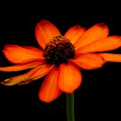 Flowers at Night