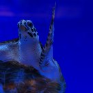 Swimming Turtle