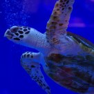 Flying Turtle