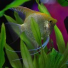 Timid Fish