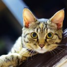 My cat