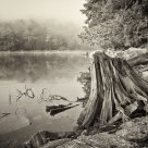 Misty Morning B&W