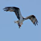 Osprey's Prey