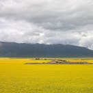 Rape Field