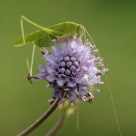 Great Green Bush-Cricket