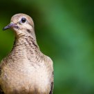 Mourning Dove.