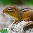 Chipmunk.