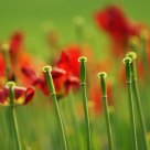 Pedicels beauty