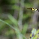 Cernidora al vuelo 2