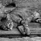 cat on the street