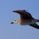 flying