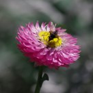 Pink and Yellow