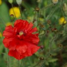 Poppy Flower