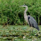 Great Blue