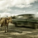 Rushing Cow