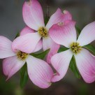 Dogwood Blossoms