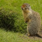 Ground Hog