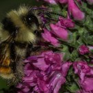Bee at rest
