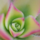 A Desert Plant--hens 'n' chicks