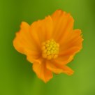 An Orange Flower