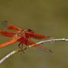 The Red-veined Darter