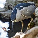 Black-crowned Night Heron