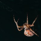 Araneus diadematus