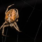 Araneus diadematus