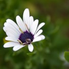 Belleza blanca