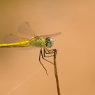 Smiling dragonfly