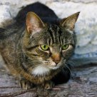 Felix the cat